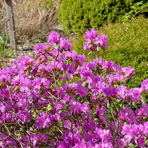 Magenta flower with stamen, brown stems and green leaves.