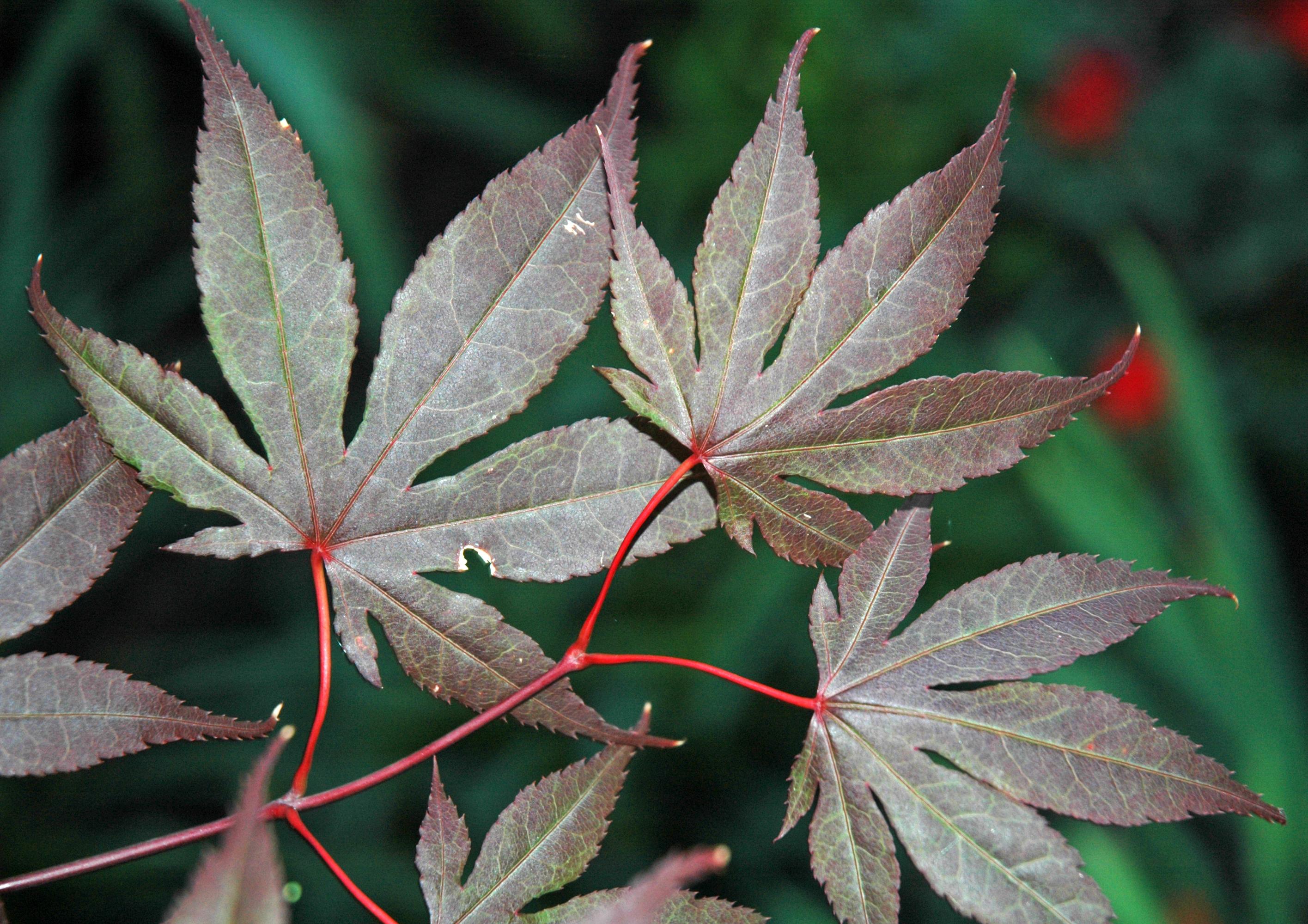 Beautiful combination of green-grey-purple leaves having bright red stems. 
