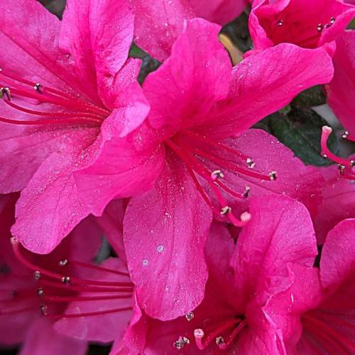 pink-red flowers with red filaments, white-black anthers and green leaves