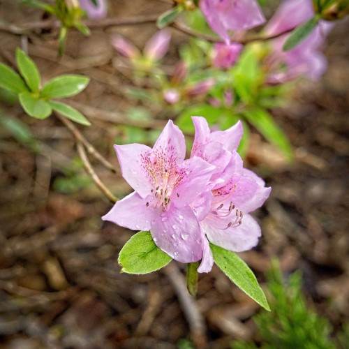 Light-pink flower with filaments and black anther, green leaves and dark green midrib and veins, brown stems.