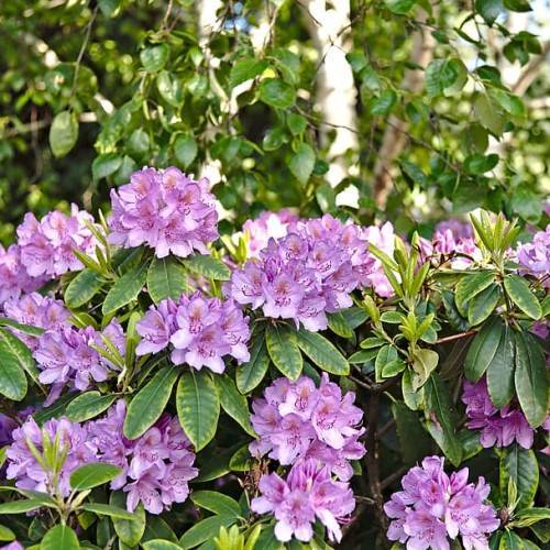 purple-pink flowers, lime-green leaves and brown stems