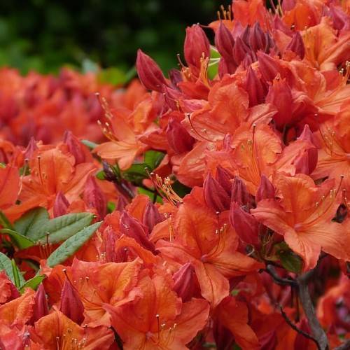 orange flowers with orange-cream stamens, red-orange buds, green leaves and brown branches