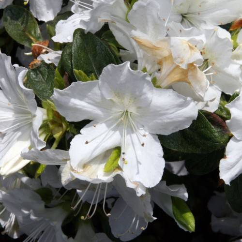 white-peach flowers with white filaments, brown anthers, and lime-green leaves