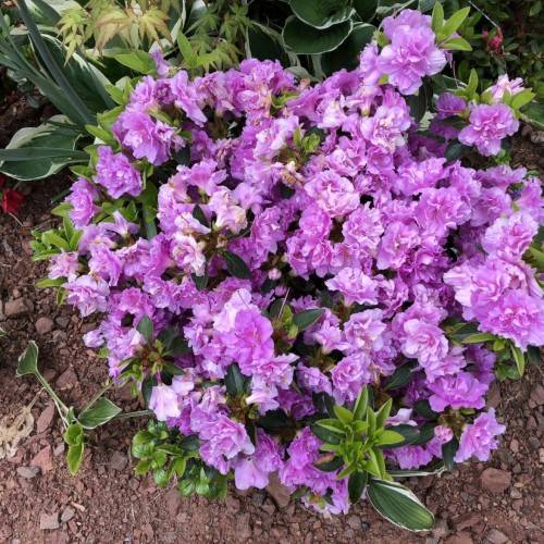 purple flowers with green leaves and green stems