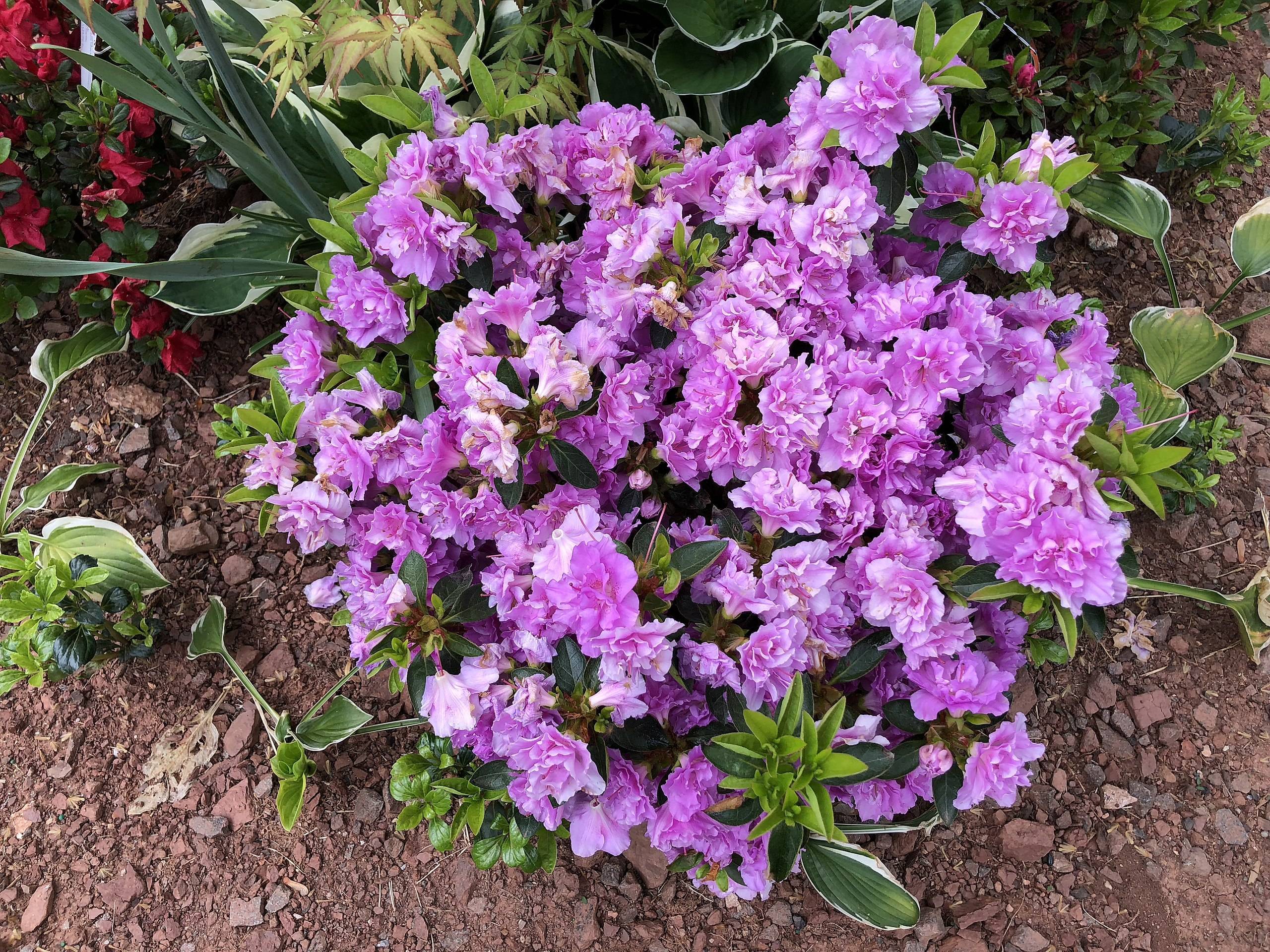 purple flowers with green leaves and green stems