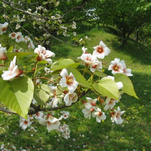 white flowers with red center, sepals, yellow stamens, lime leaves, brown stems and dark-brown branches