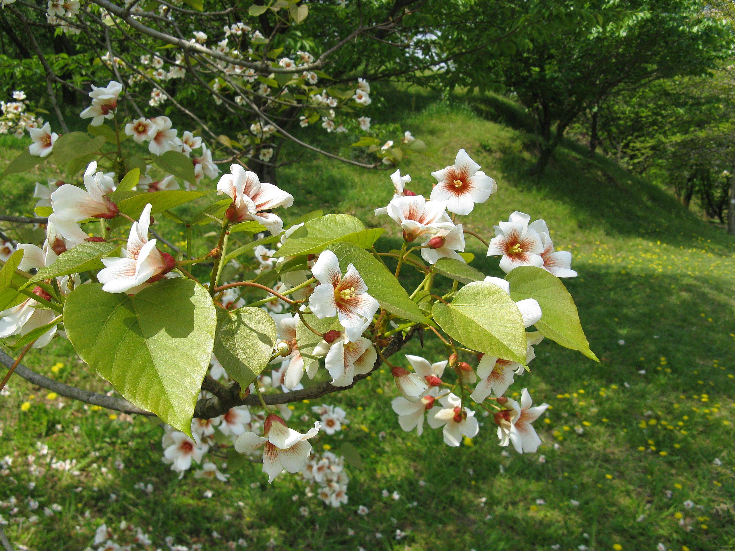 white flowers with red center, sepals, yellow stamens, lime leaves, brown stems and dark-brown branches