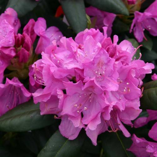 pink flowers with pink filaments, white anthers and dark-green leaves