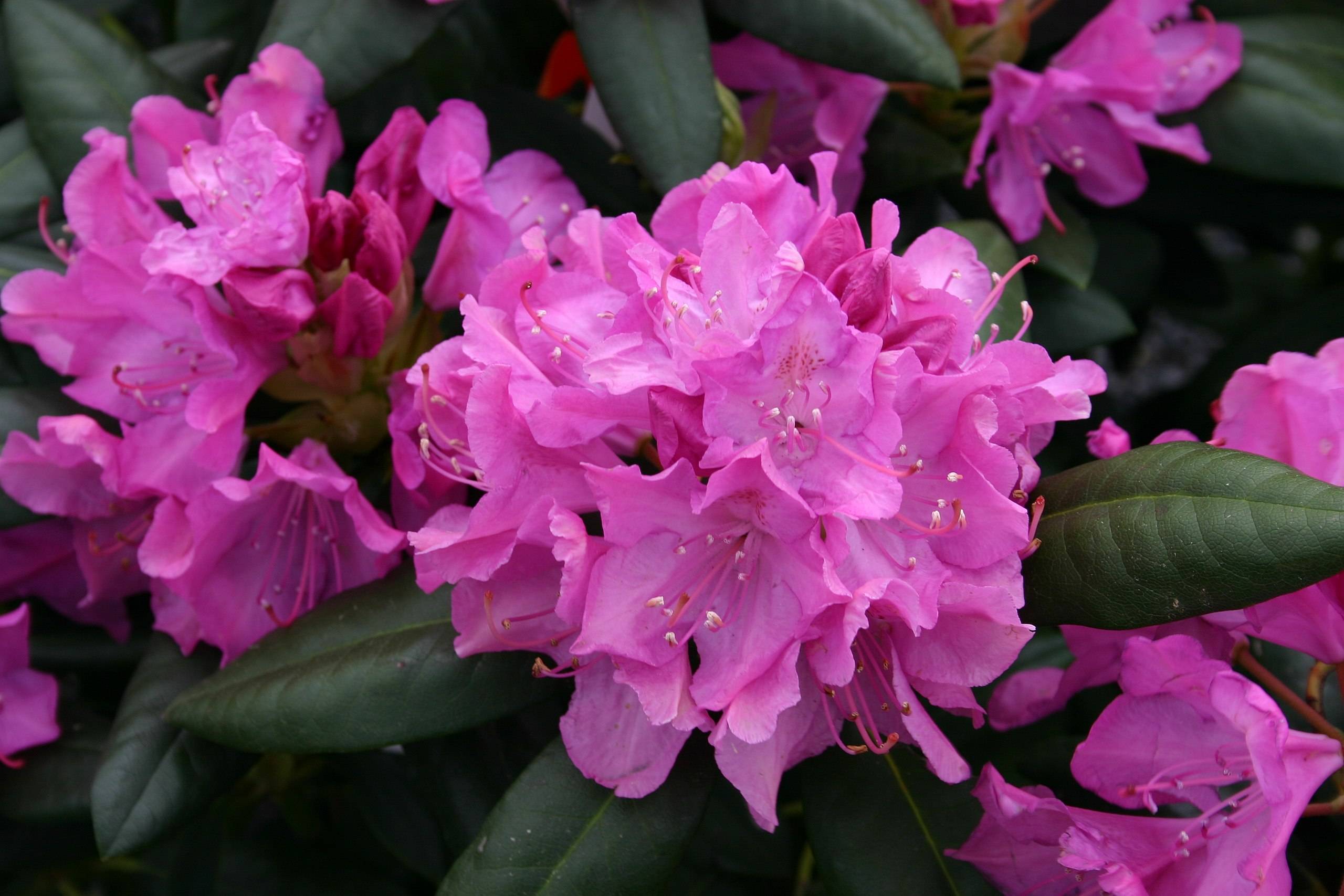 pink flowers with pink filaments, white anthers and dark-green leaves
