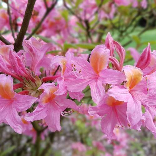 pink-orange flowers with pink buds, lime leaves and brown branches