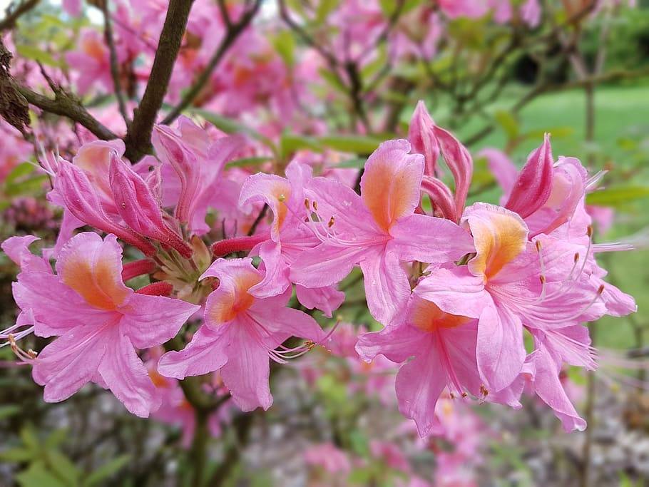 pink-orange flowers with pink buds, lime leaves and brown branches