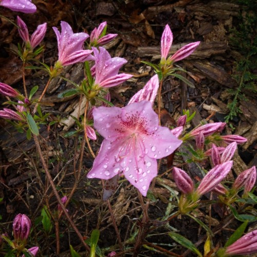 Pink-magenta flower, pink buds and lime sepal, with beige-brown stems and green leaves.