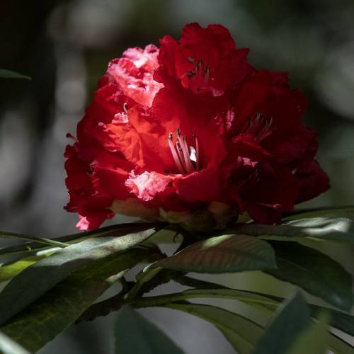 red flower with pink filaments, black anthers, green leaves and brown branches
