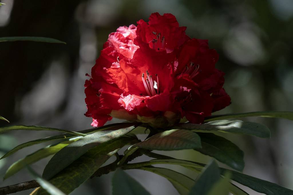 red flower with pink filaments, black anthers, green leaves and brown branches