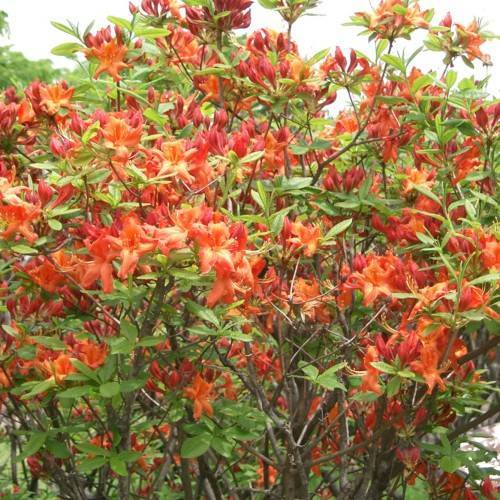 orange-red flowers with green leaves and brown branches