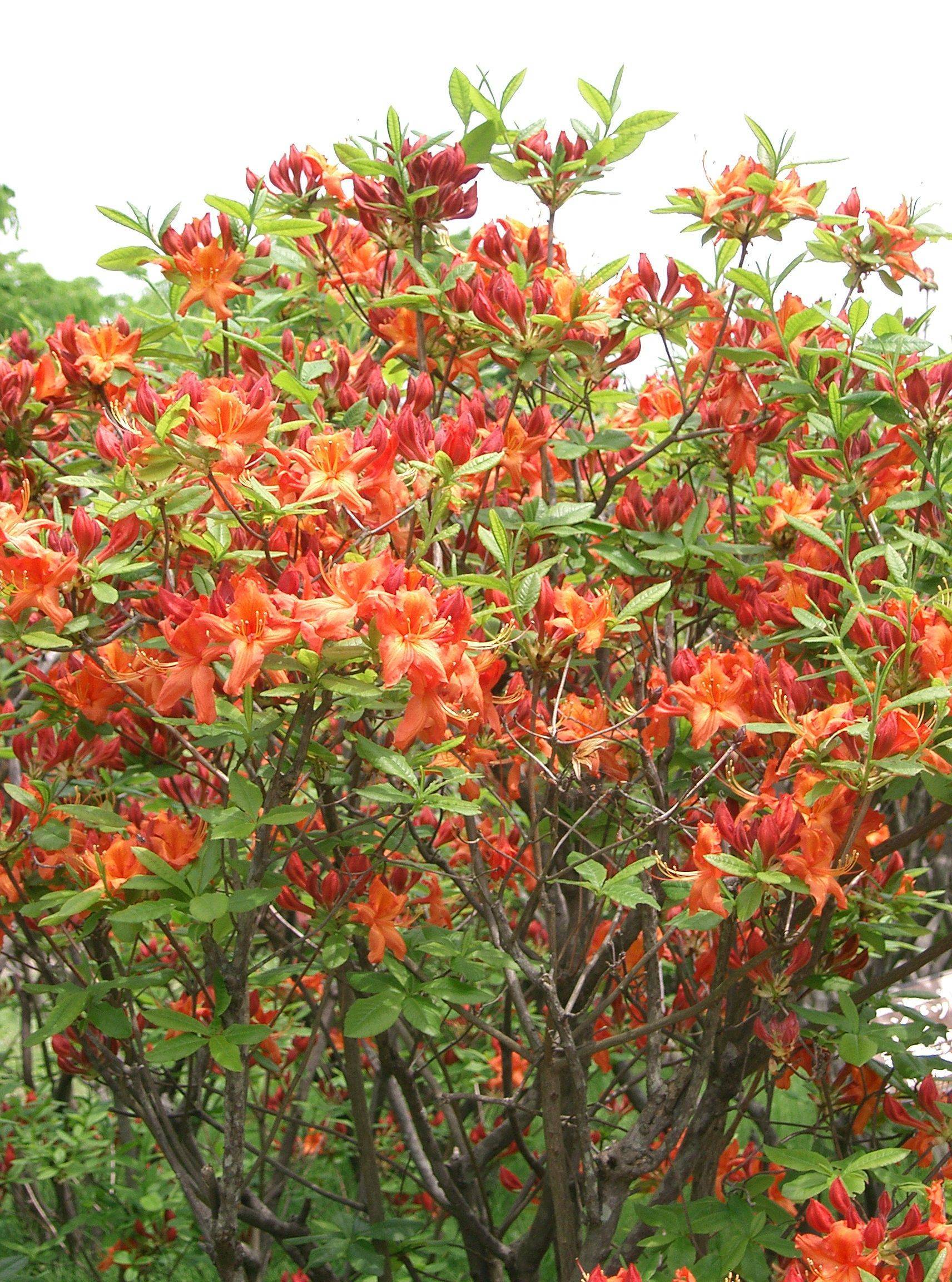 orange-red flowers with green leaves and brown branches