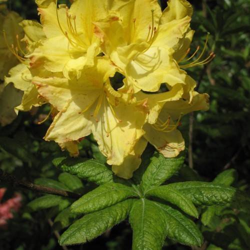 yellow flowers with yellow filaments, orange anthers and green leaves