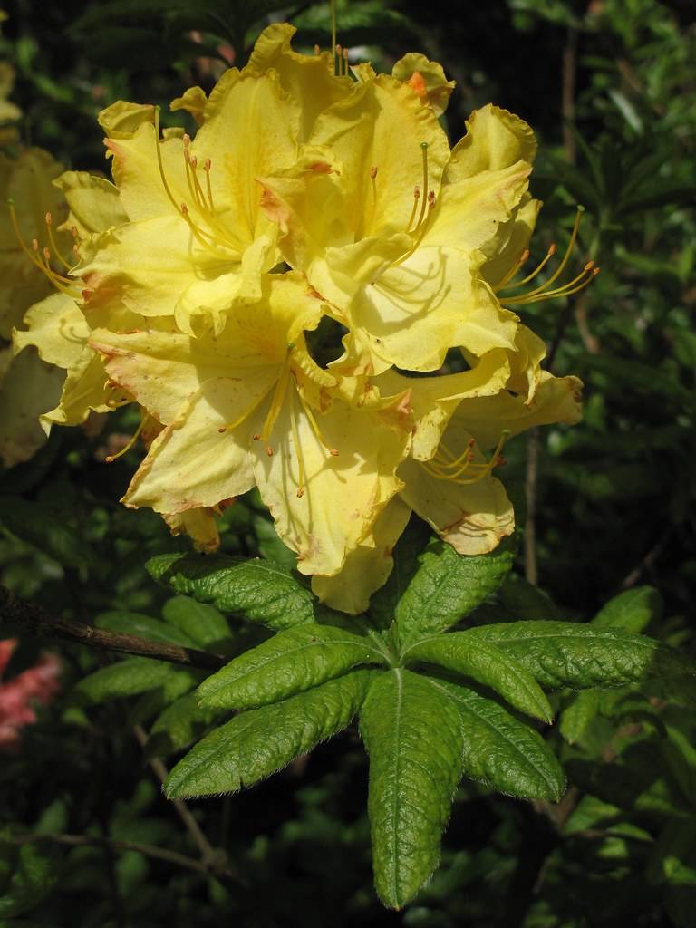 yellow flowers with yellow filaments, orange anthers and green leaves