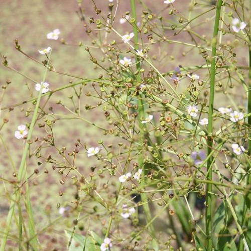 Green stems, and small white flowers and green leaves.