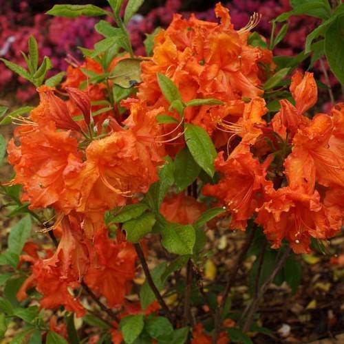 orange flowers and stamens with green leaves and brown branches