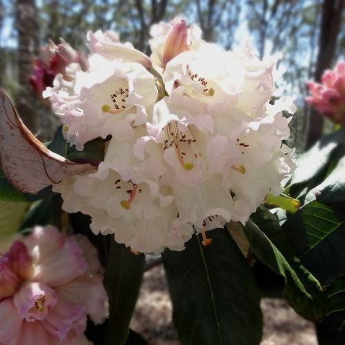 white-pink flowers with black anthers, white filaments, and dark-green leaves