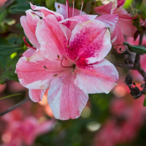 White-pink-magenta flowers with light-pink filament, dark-brown anthers, dark-pink stigma and style, dark-brown stems and green leaves.