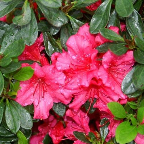 pink-red flowers with red stamens and lime-green leaves