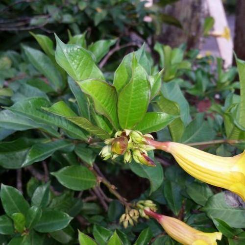 Brown stem, green leaves, and yellow flowers.