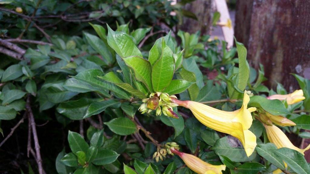 Brown stem, green leaves, and yellow flowers. 