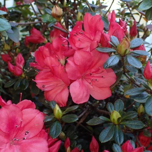 pink-red flowers with black-white anthers, yellow-green buds, teal leaves, and brown branches
