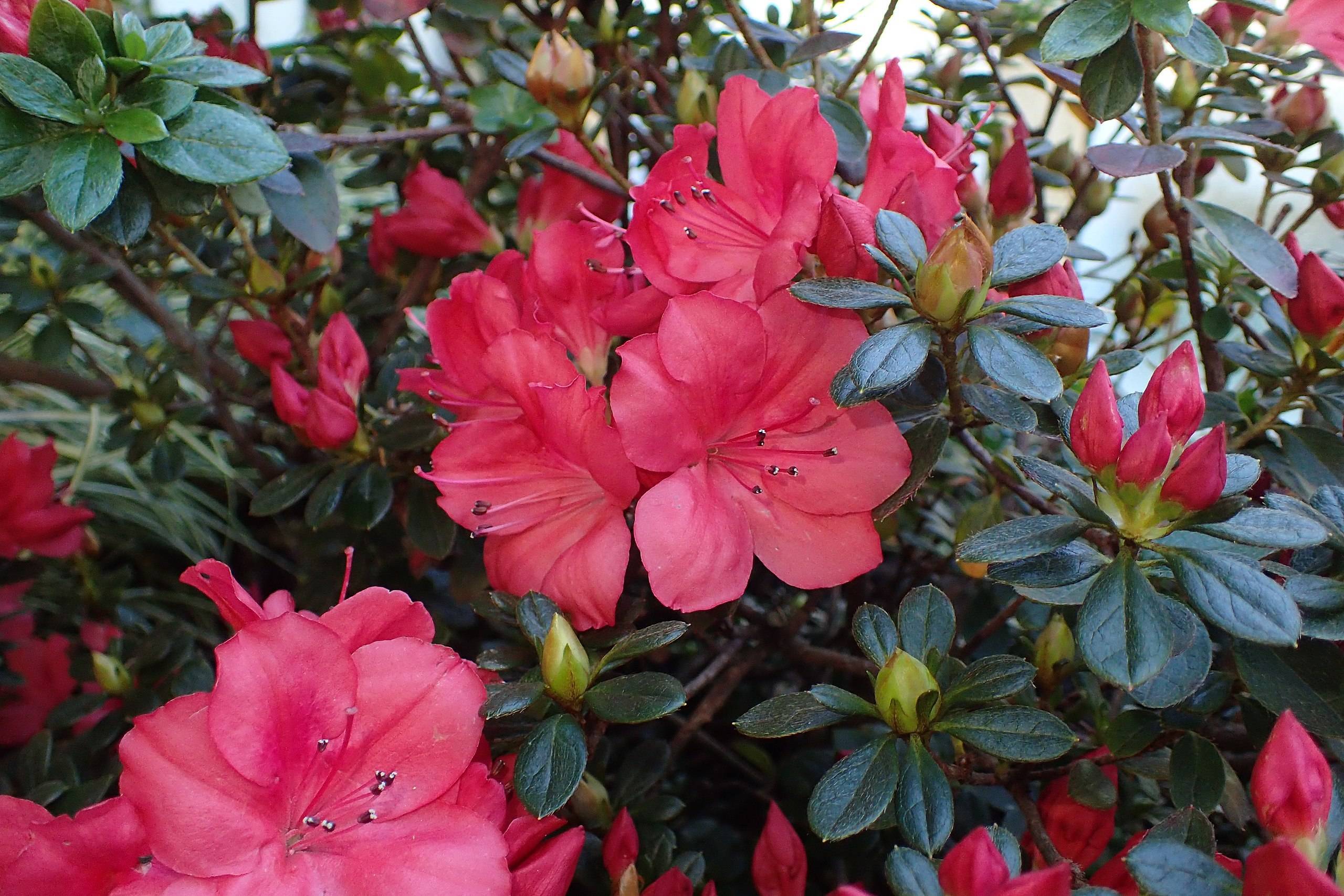 pink-red flowers with black-white anthers, yellow-green buds, teal leaves, and brown branches