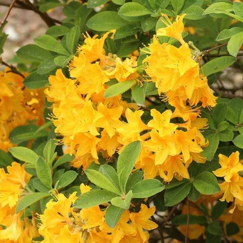 yellow-orange flowers with yellow stamens, lime-green leaves and brown branches
