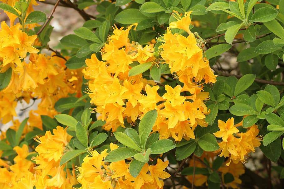 yellow-orange flowers with yellow stamens, lime-green leaves and brown branches