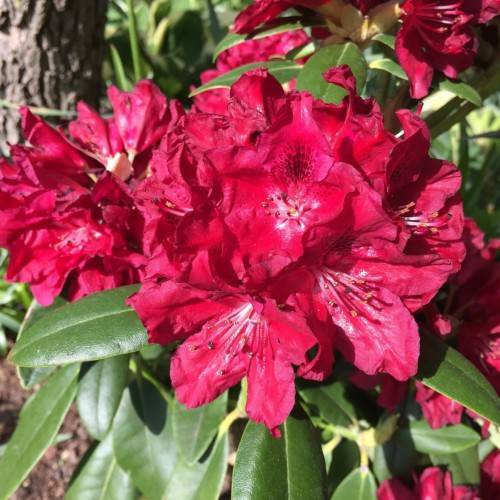 red-pink flowers with white filaments, black-brown anthers and green leaves