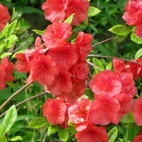 Red flower with filament and dark-red anther, brown stems and green leaves.