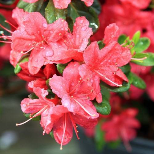 red flowers with white styles, red stamens and lime-green leaves