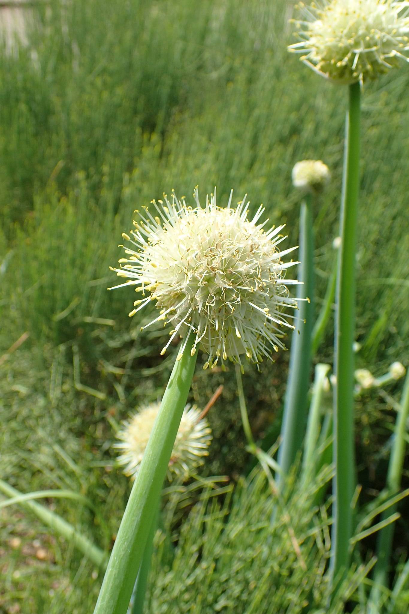 cream flowers with white filaments, yellow stamens, green foliage and stems