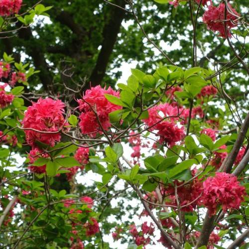 red-pink flowers with brown branches and lime leaves