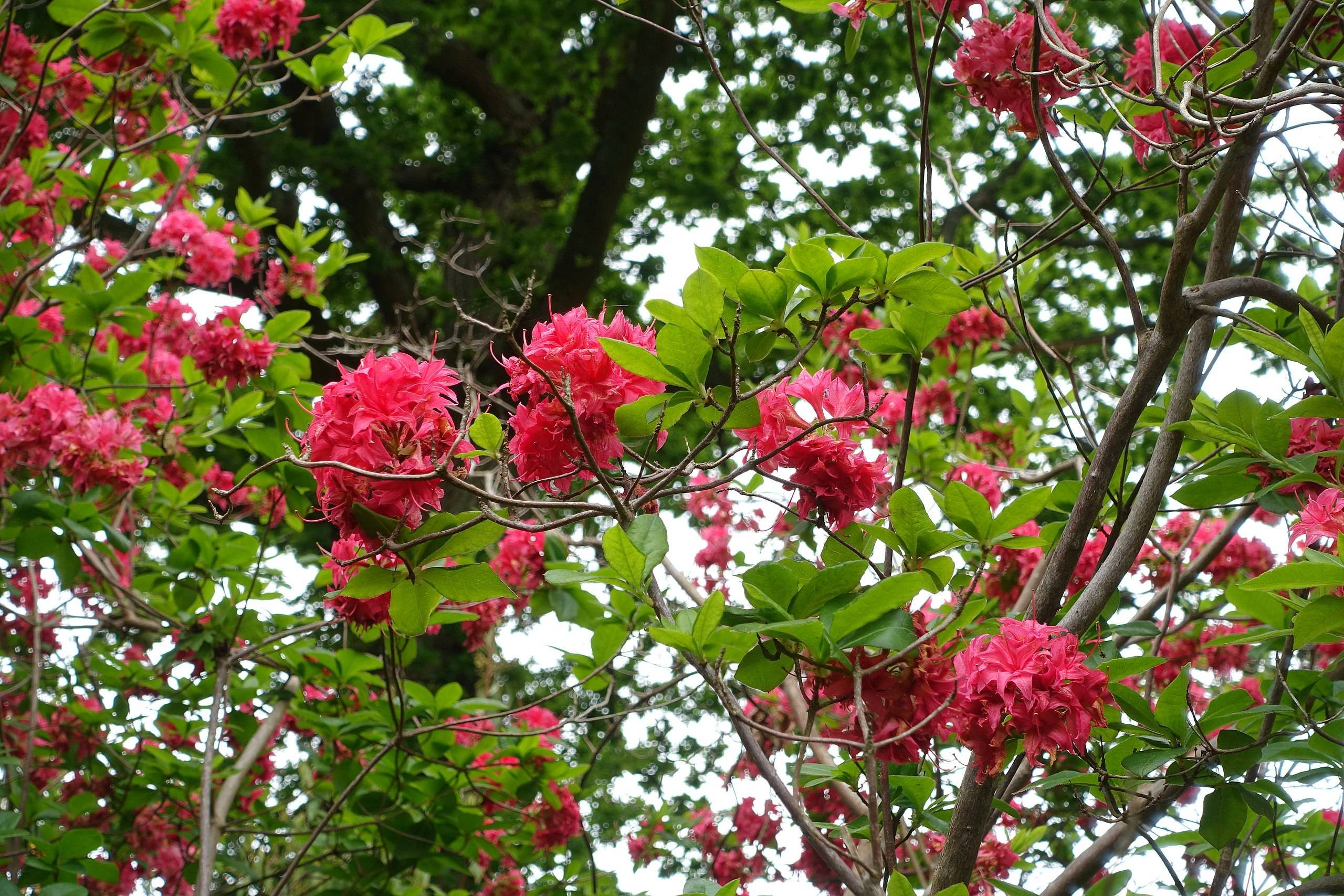 red-pink flowers with brown branches and lime leaves