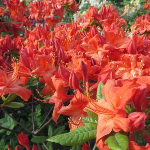 orange flowers with orange filaments, yellow anthers, red buds, lime-green leaves and brown stems