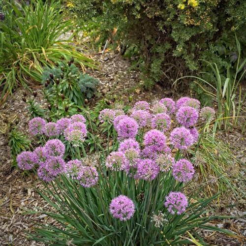 Dark purple flowers clustered on long sturdy green stems, surrounded by green leaves.