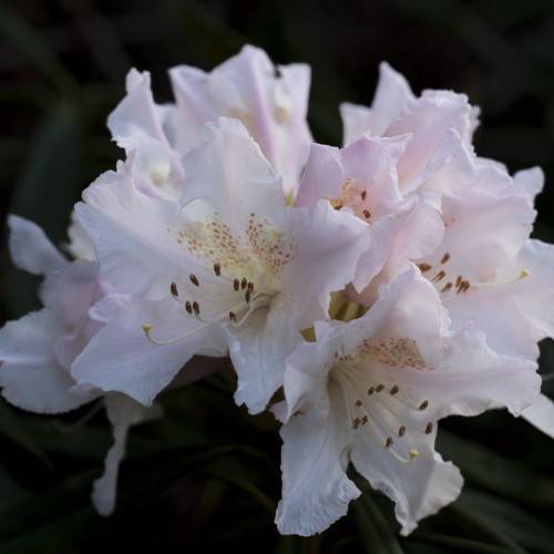 white-yellow flowers with white filaments and black anthers