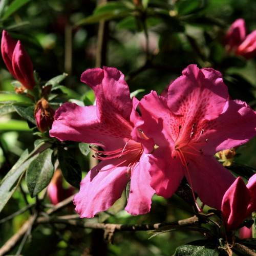 pink-red flowers with red filaments, black anthers, green leaves and brown branches