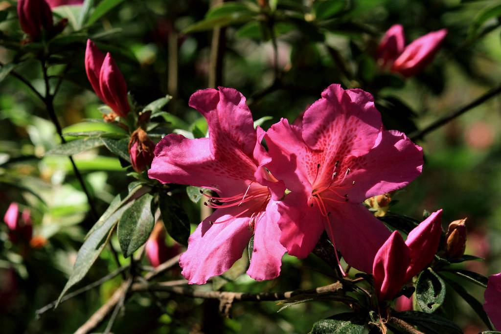 pink-red flowers with red filaments, black anthers, green leaves and brown branches