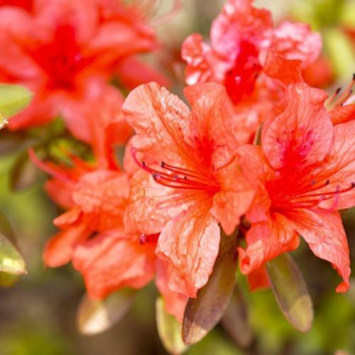 orange-red flowers with orange-red filaments, black anthers, and brown-green leaves