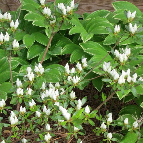 White buds with lime sepal, brown stems, green leaves and cream blades.