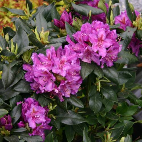 pink-purple flowers with purple filaments, white anthers, lime pods and dark-green leaves