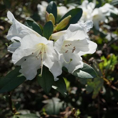 white flowers with white filaments, black anthers, lime buds, and dark-green leaves