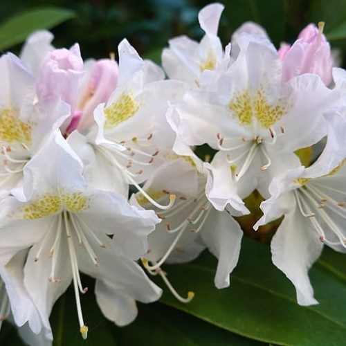 White-gold flowers with white filaments and style, gold stigma and brown anthers, light-pink buds and green leaves.