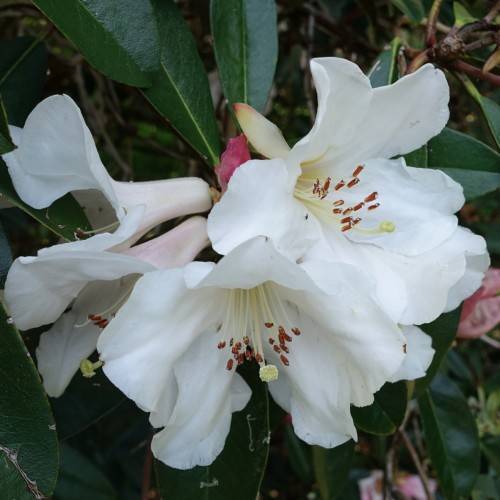 white-pink flowers with yellow stigmas, red anthers, yellow filaments and dark-green leaves
